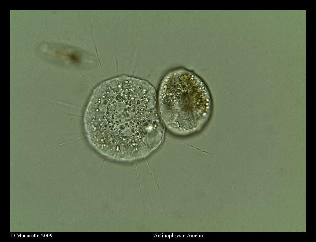 Actinophrys VS Tecameba